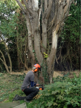 Tree Care and Stump Removal